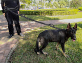 Hands-Free Dog Running Belt & Bungee Leash – Run Free, Walk Together!